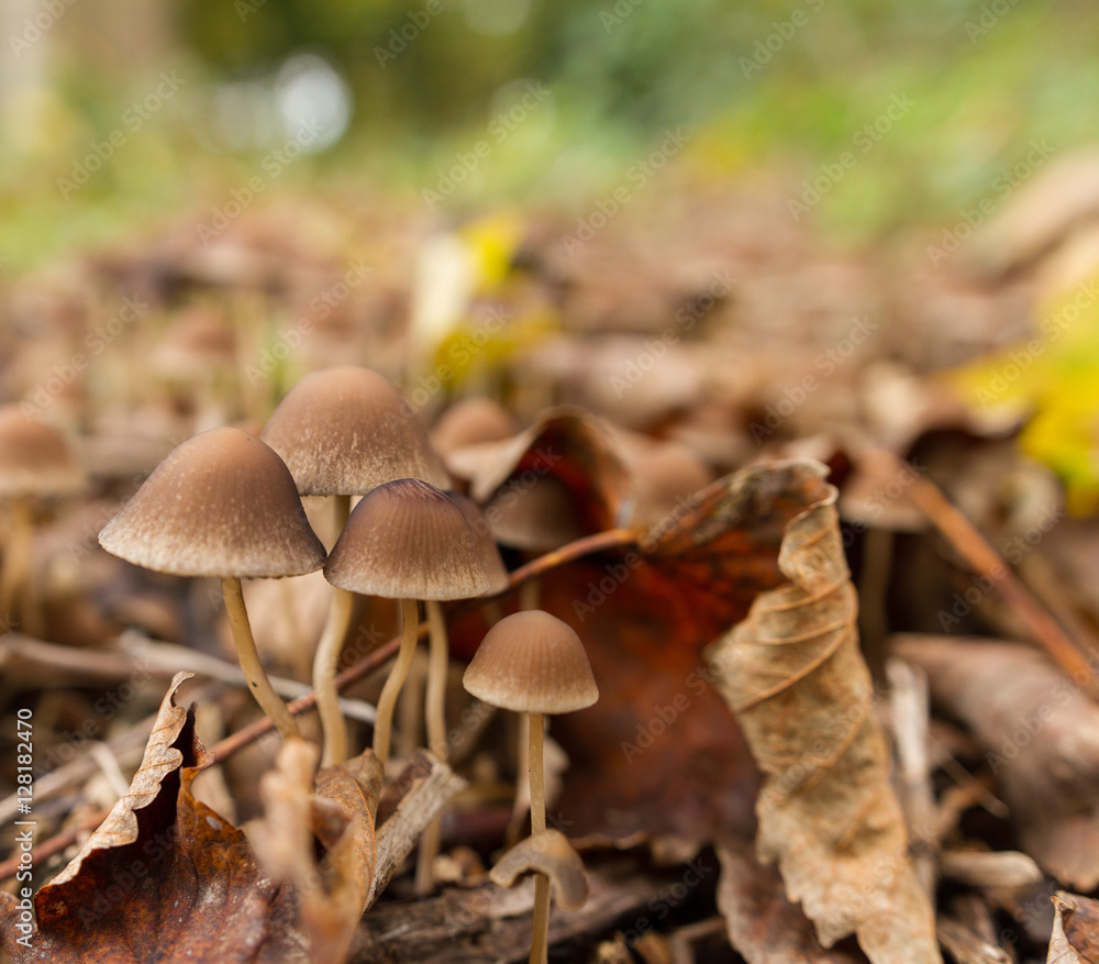 Brown wild mushrooms among fallen leaves in late autumn Brown wild mushrooms among fallen leaves in late autumn