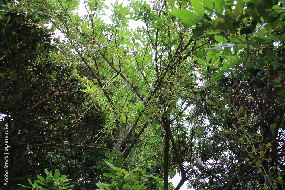 Fototapeta premium Natur in Teneriffa