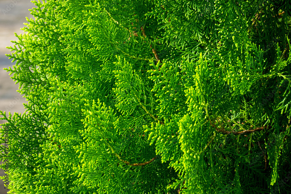 Green cypress tree with sun light , Close up Green cypress tree with sun light , Close up