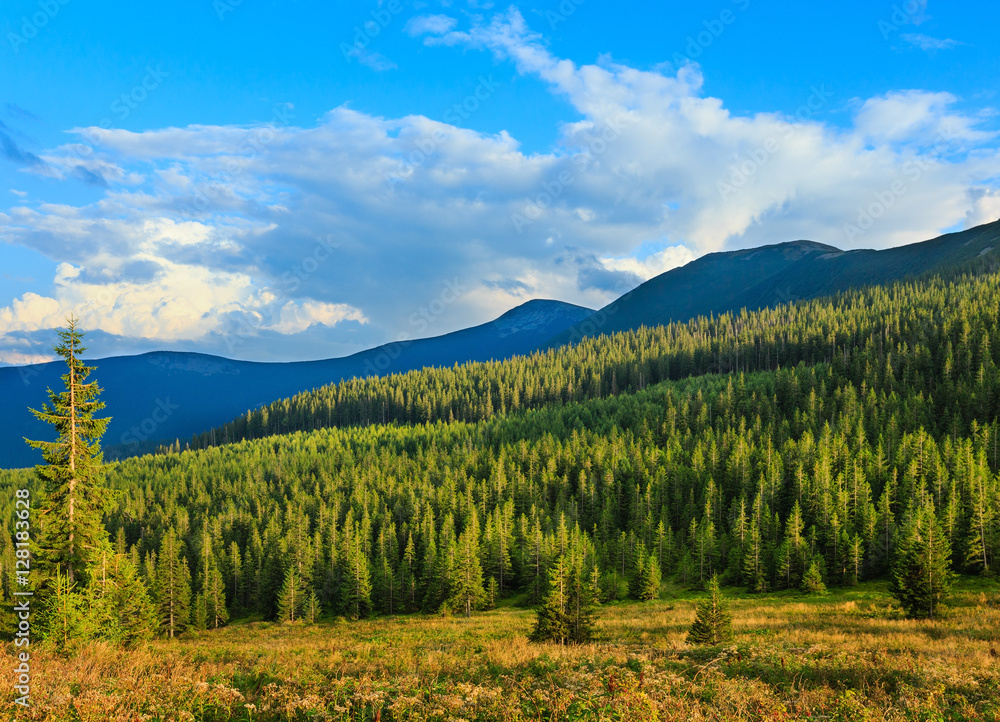 Wild raspberries and summer Carpathians.