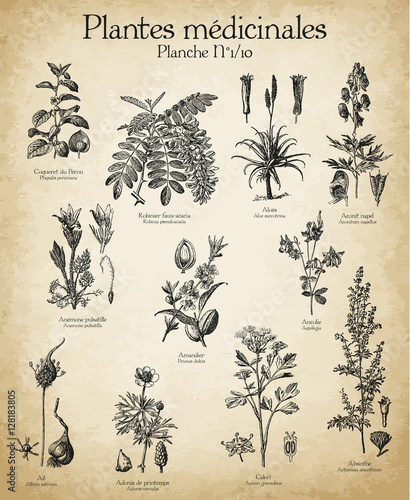 Gravures anciennes plantes médicinales N°1/10 photo