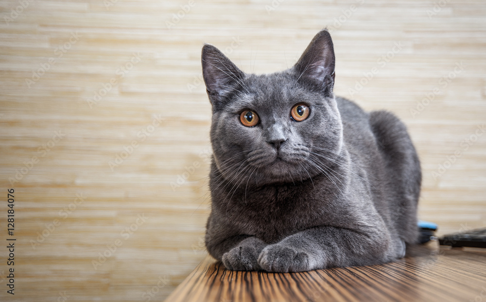 British shorthair cat lying on the table 