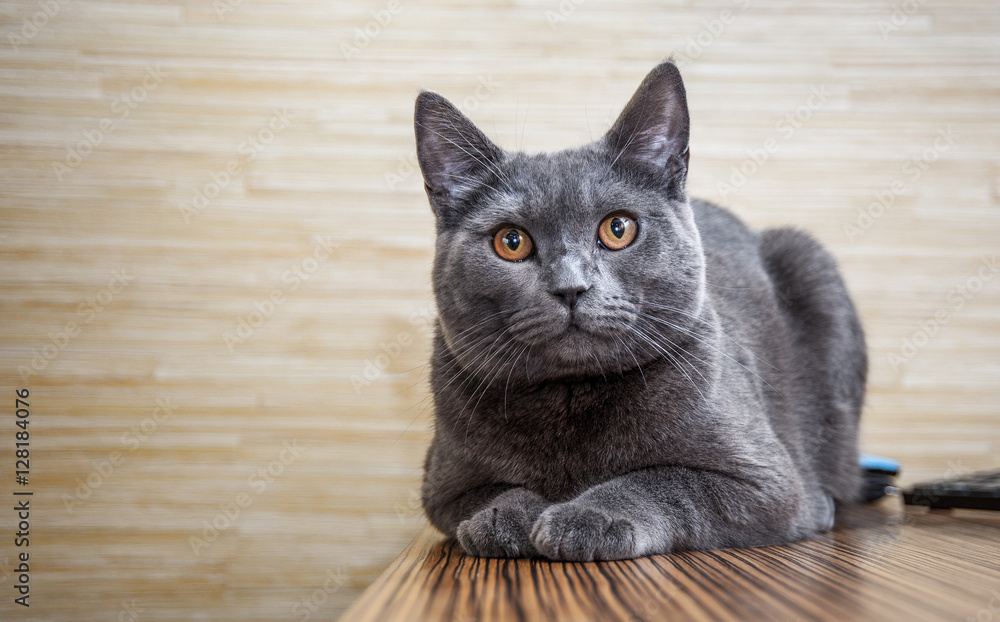 British shorthair cat lying on the table