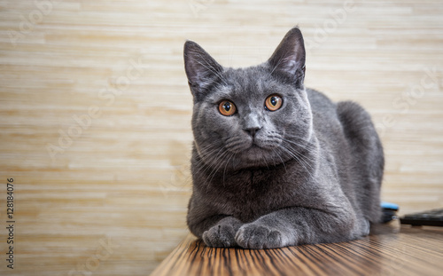 Obraz na płótnie British shorthair cat lying on the table w salonie