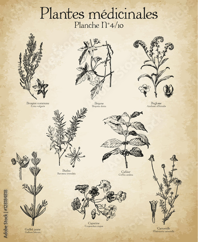 Gravures anciennes plantes médicinales N°4/10