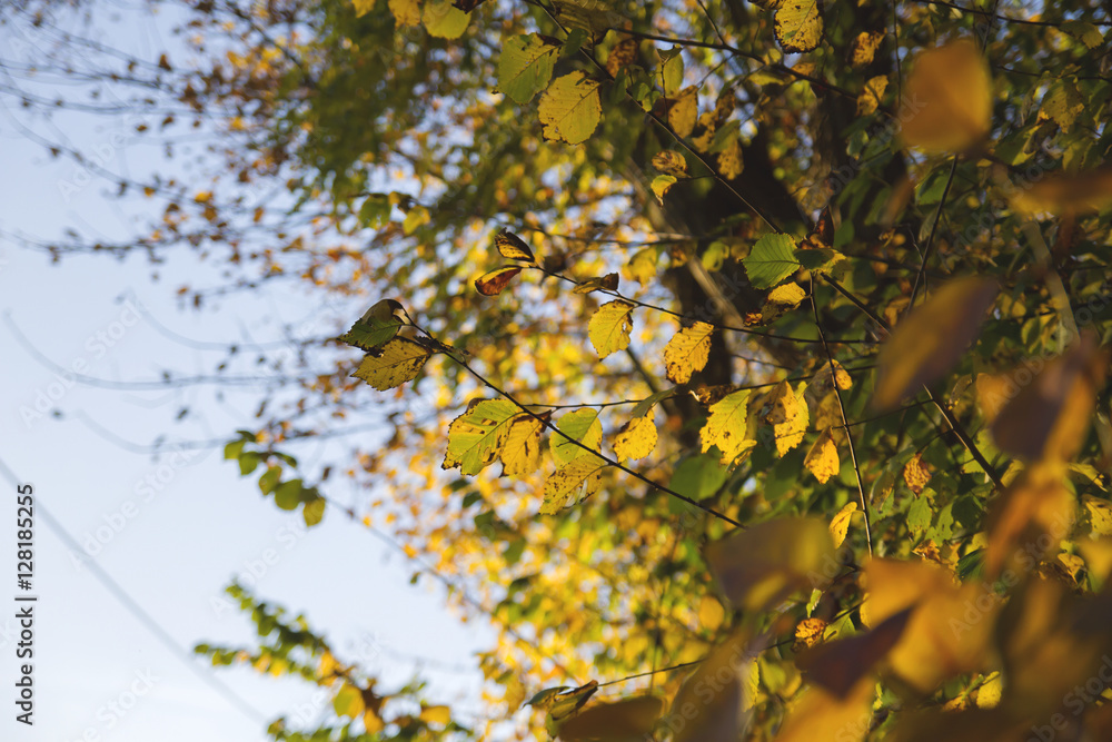 Obraz premium autumn leaves