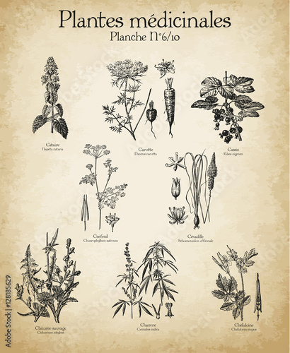 Gravures anciennes plantes médicinales N°6/10