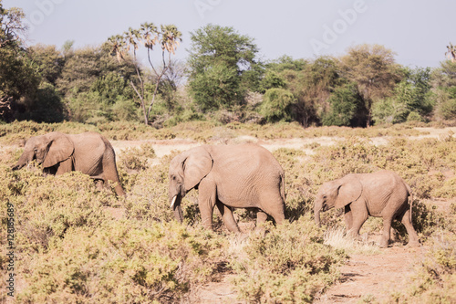 landscape with elephants in the Masai Mara National Park in Keny