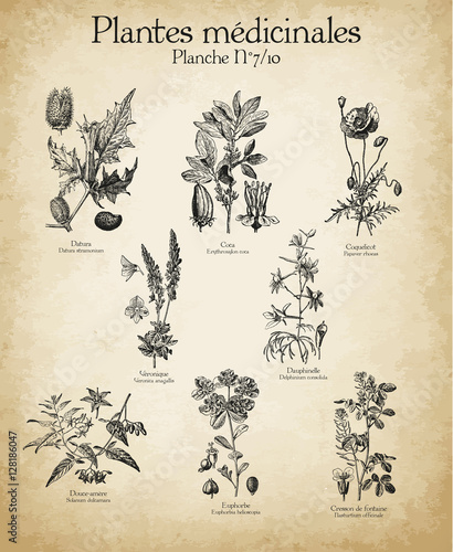 Gravures anciennes plantes médicinales N°7/10