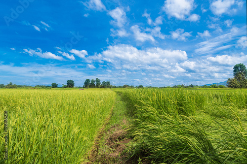 Raw rice in rice field under clouds and blue sky background