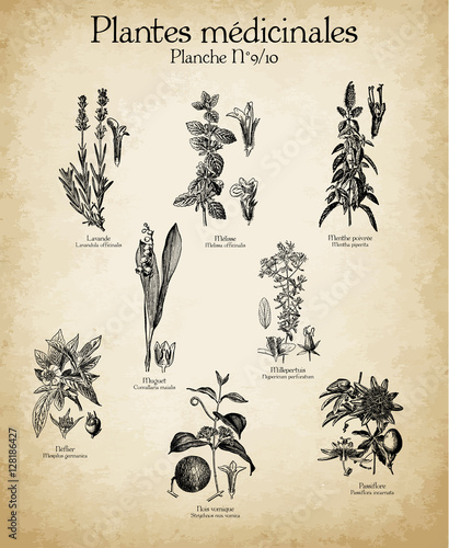 Gravures anciennes plantes médicinales N°9/10