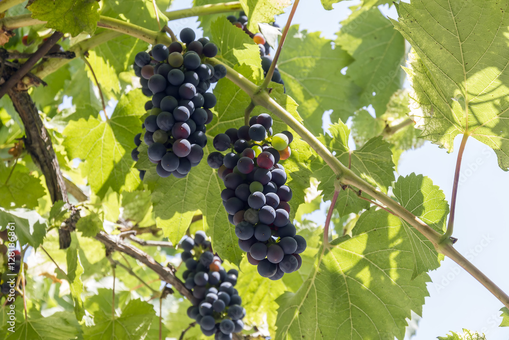 The ripening grapes.
