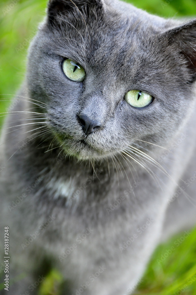 chat-gris-au-yeux-verts-photos-adobe-stock