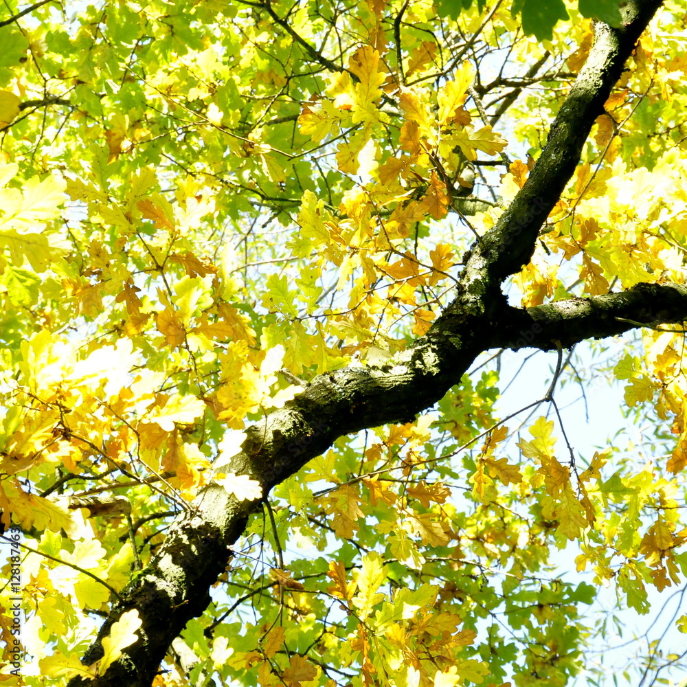 Fototapeta premium Chêne en automne 