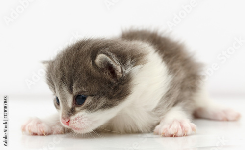 Small gray kitten isolated on white 