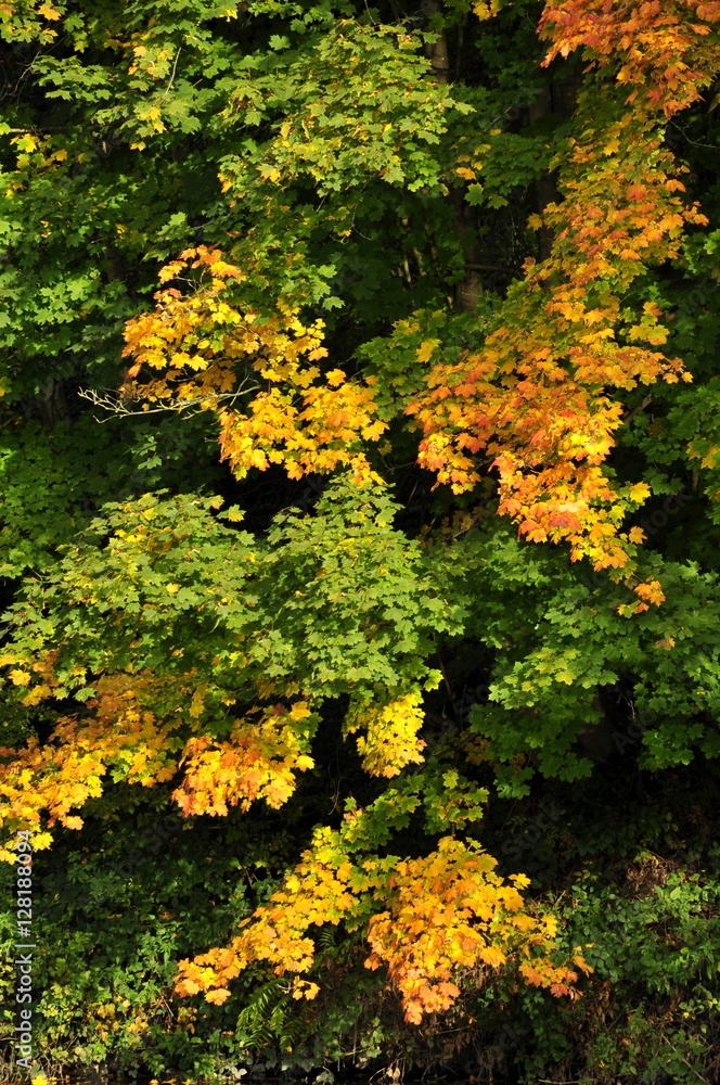 Erable, arbre, saison, automne 