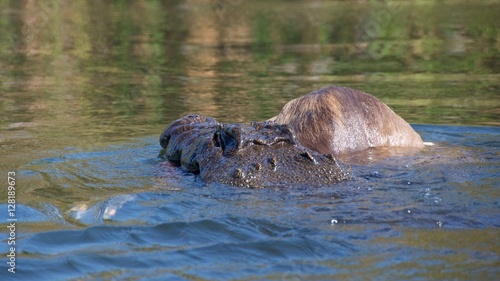 Foto Nile Crocodile devouring a Kudu in Okavango Delta in Botswana