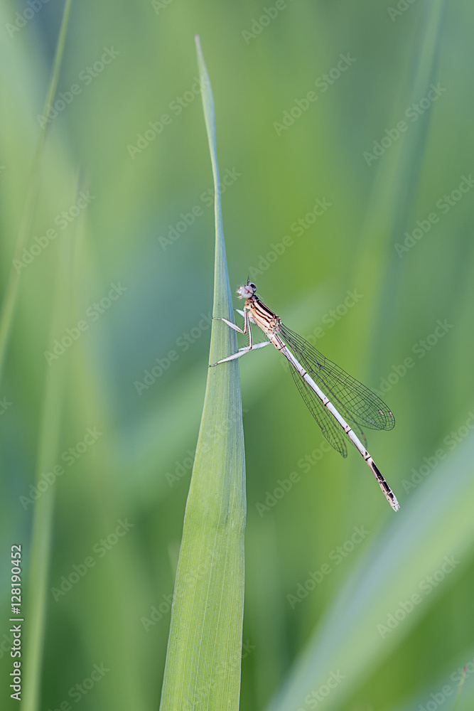 Libellen – elegante Flugkünstler, gefrässige Räuber Libellen – elegante Flugkünstler, gefrässige Räuber