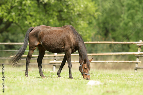 horse