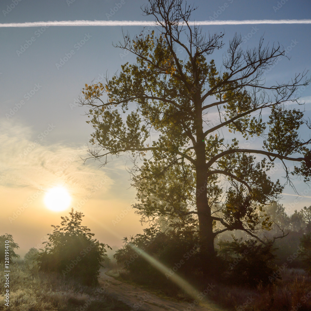 Fototapeta premium fog near lake