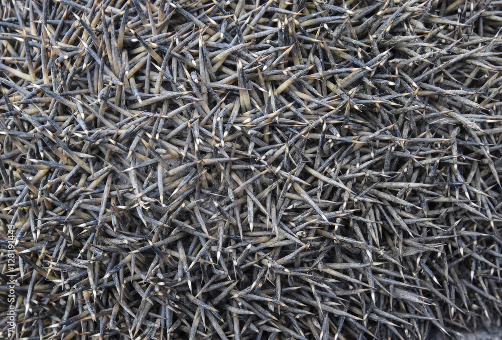 Texture hedgehog needles. The surface of the hedgehog back Texture hedgehog needles. The surface of the hedgehog back