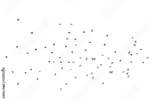 Group of waxwing flies over the sky, isolated on white © serg269
