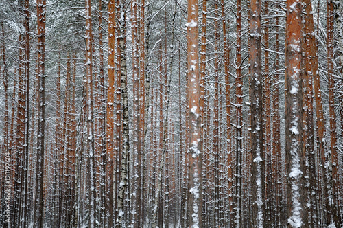 Close view of the winter pine tree forest