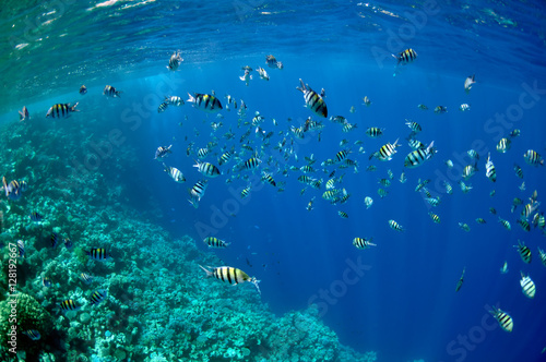 Coral reef and fishes at the Red Sea near Dahab town