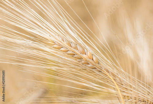 organic golden ripe ears of wheat in field