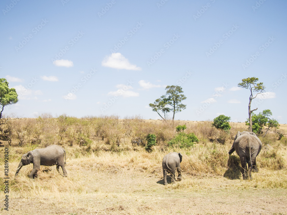 landscape with elephants in the Masai Mara National Park in Keny landscape with elephants in the Masai Mara National Park in Keny