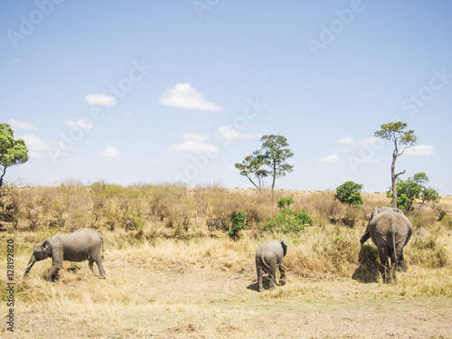 landscape with elephants in the Masai Mara National Park in Keny