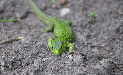 фотографія Lizard on the ground, front view