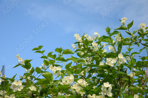 Blue sky and bush with a lot of spring flowers