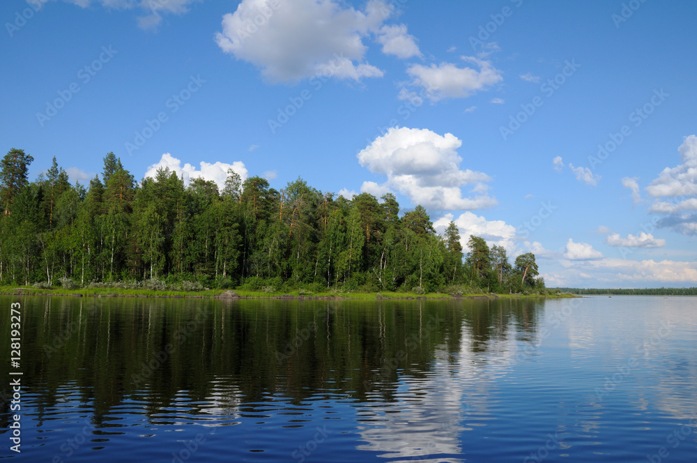 Beautiful forest at the lake's edge