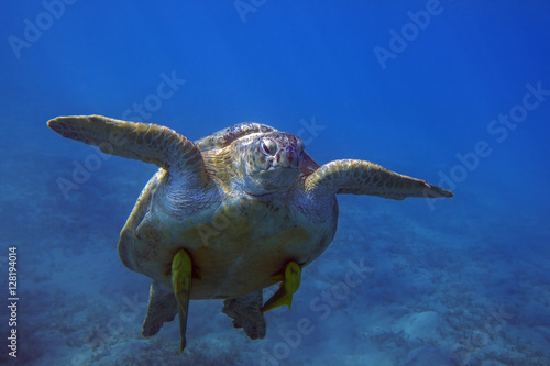 Sea turtle with remora floating in water column in Red Sea