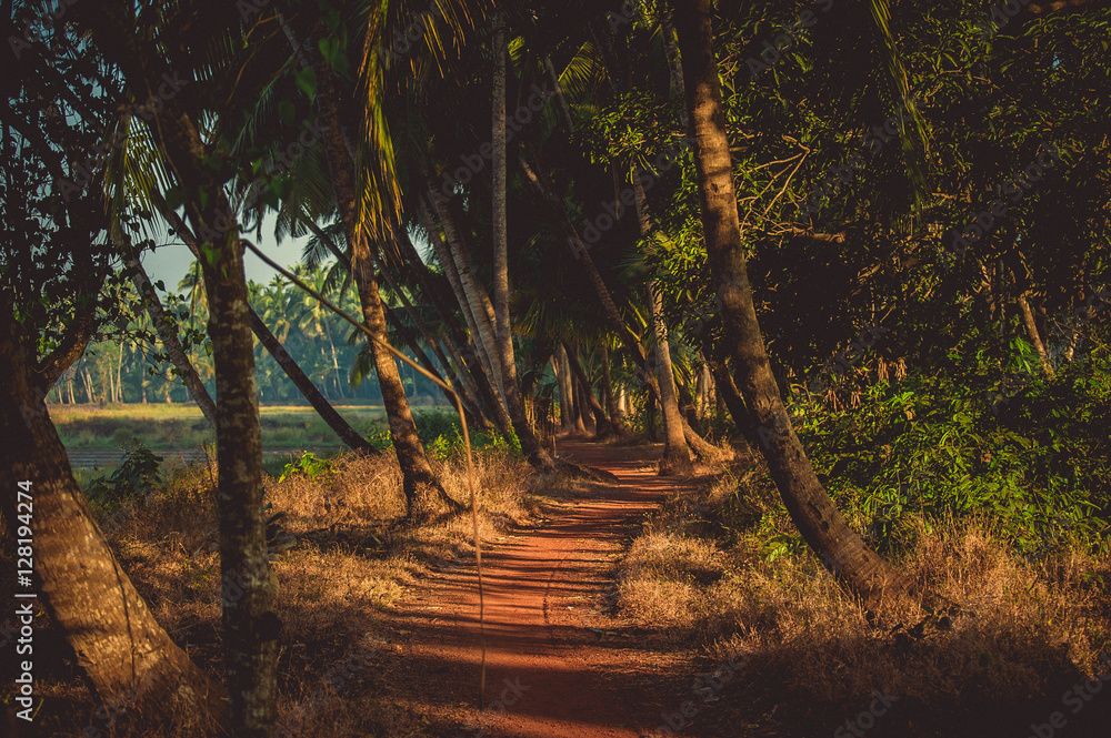 Obraz premium Palm grove with red earth in the rays of the setting sun