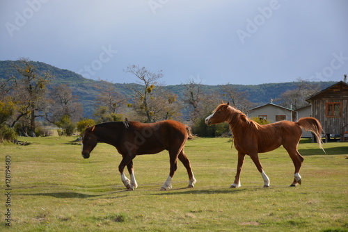 Horse in Patagonia Chile