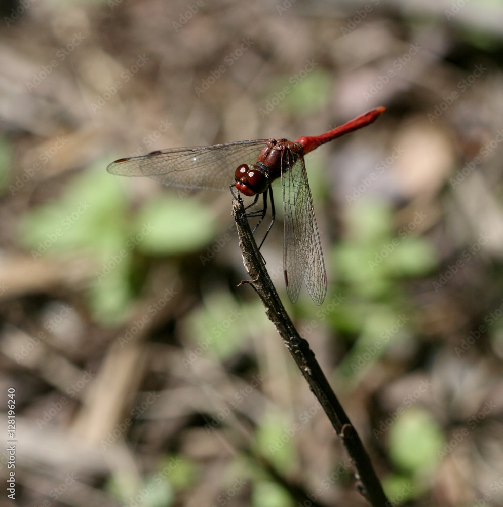 libellule perchée sur une brindille libellule perchée sur une brindille