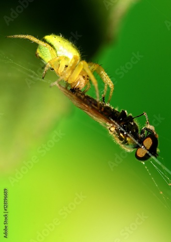Araniella cucurbitina attrapant une mouche,araignée courge