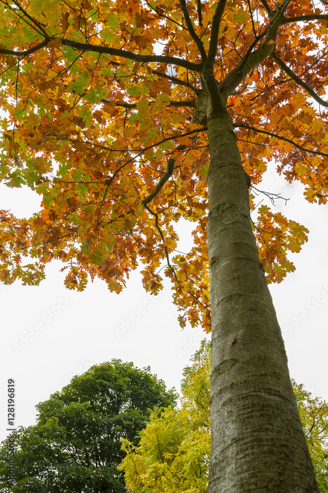 Fototapeta premium Colorful Tree in Autumn at Leases Park in Newcastle, England