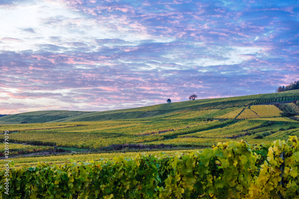 Naklejka premium Herbst im Rheingau