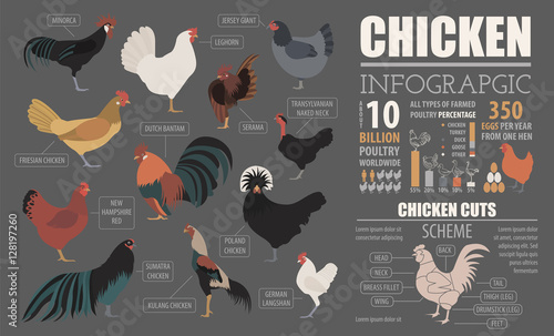 Poultry farming infographic template. Chicken breeding. Flat des