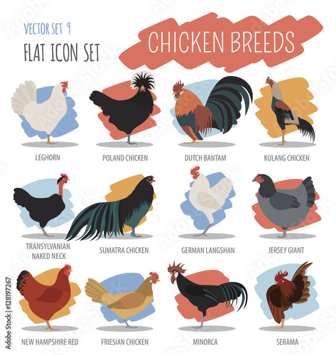 Poultry farming. Chicken breeds icon set. Flat design