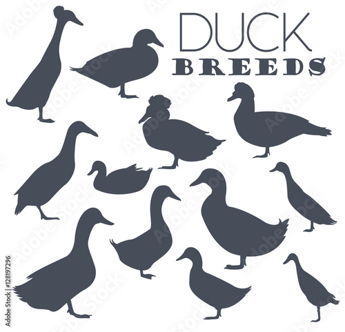 Poultry farming. Duck breeds icon set. Flat design