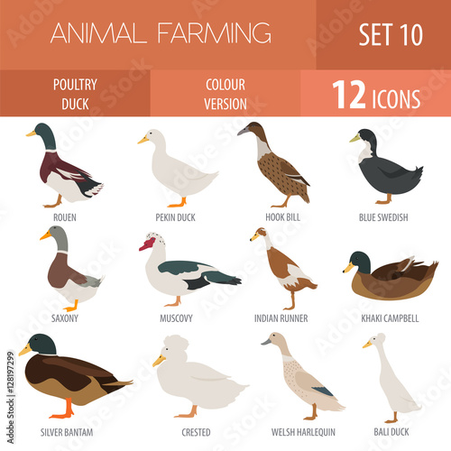 Poultry farming. Duck breeds icon set. Flat design