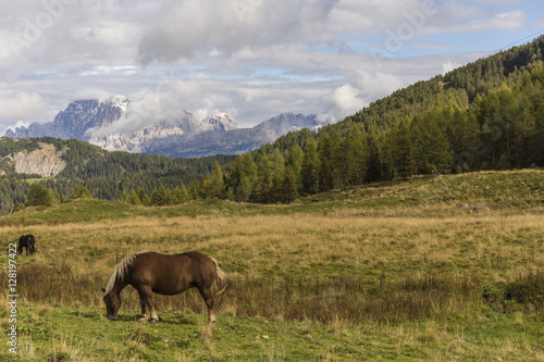 Horse on a meadow in Dolomites © OE993