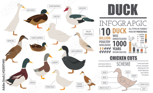 Poultry farming infographic template. Duck breeding. Flat design