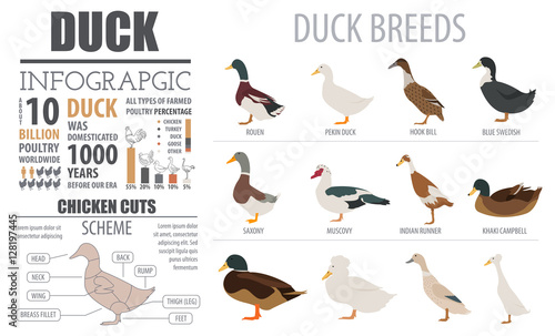 Foto Poultry farming infographic template. Duck breeding. Flat design
