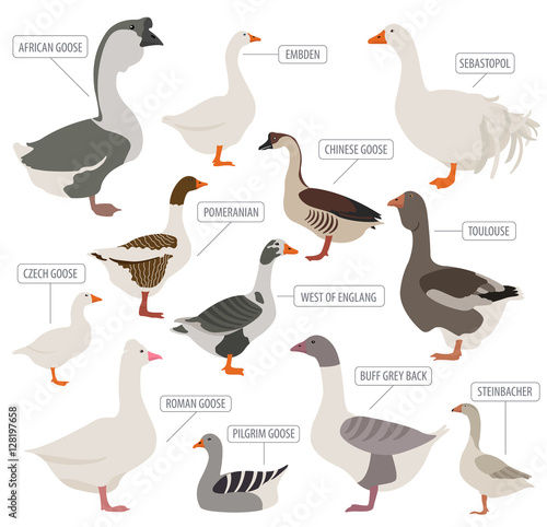 Poultry farming. Goose breeds icon set. Flat design