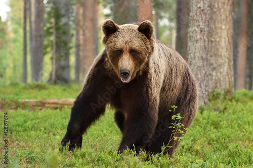 European brown bear © Erik Mandre